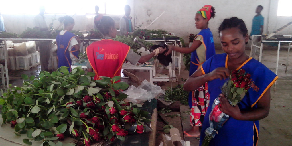 De rozenkoning van Ziway, een Ethiopisch succesverhaal